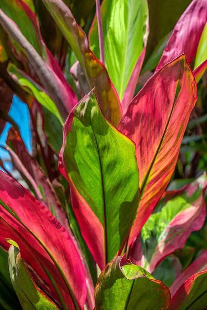 Cordyline fruticosa-Ti plant